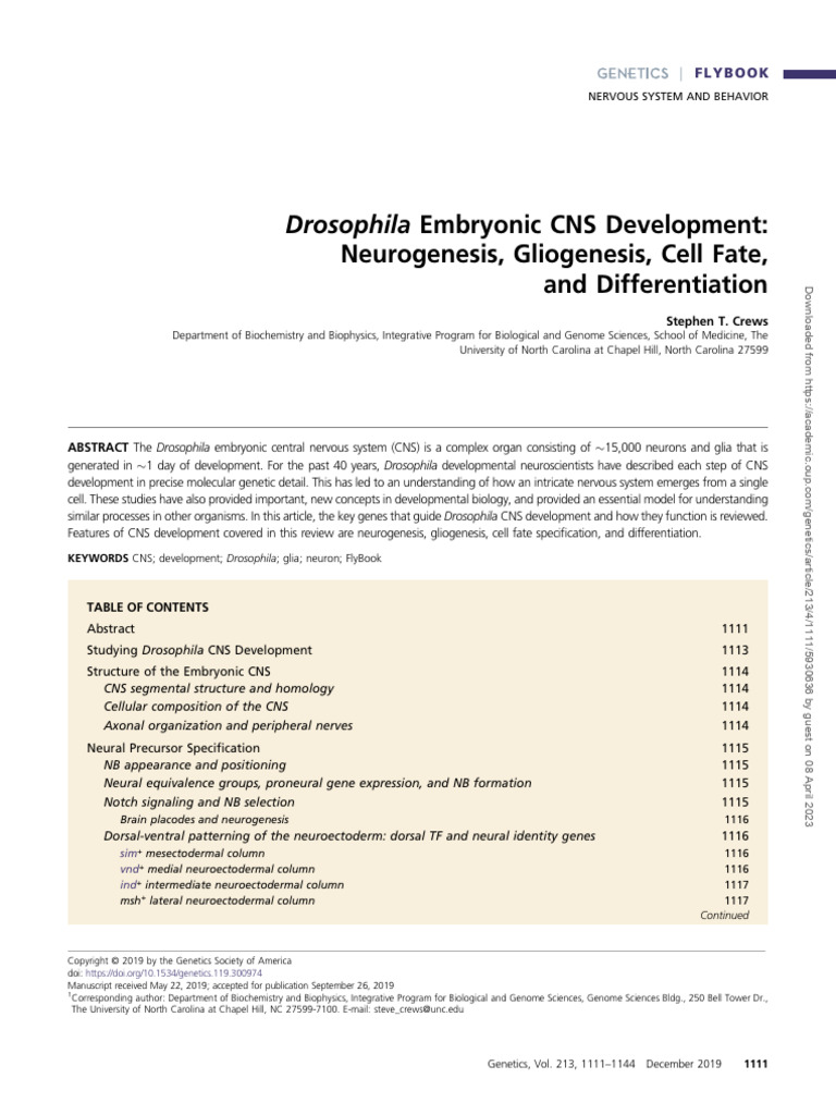 Drosophila Embryonic CNS Development - Neurogenesis, Gliogenesis, Cell ...