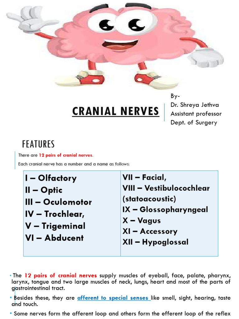 Overview of Cranial Nerves | PDF