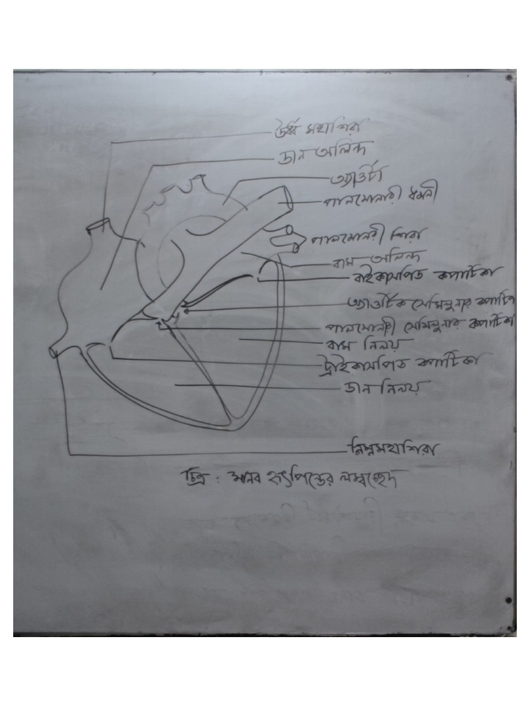 Heart Diagram Fixed | PDF