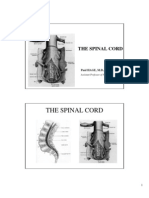 53371151-Spinal-cord