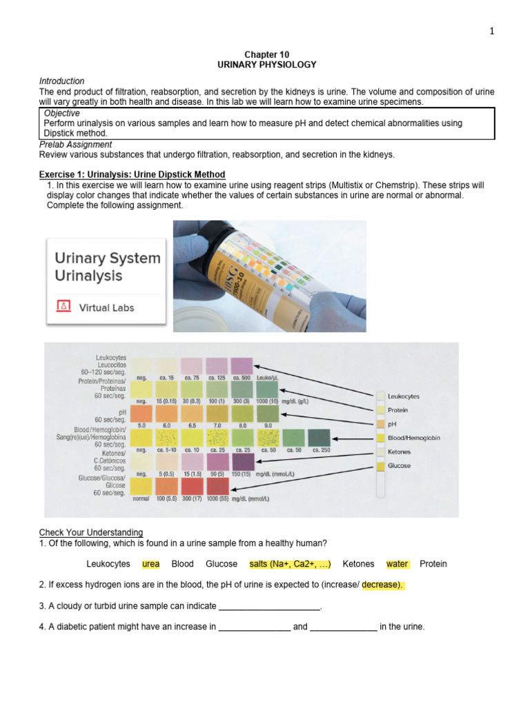 Urinalysis Techniques and Interpretation | PDF | Urine | Urology
