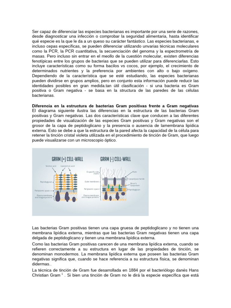 GRAM POSITIVAS Y NEGATIVAS | PDF | Bacterias Gram Positivas | Las bacterias