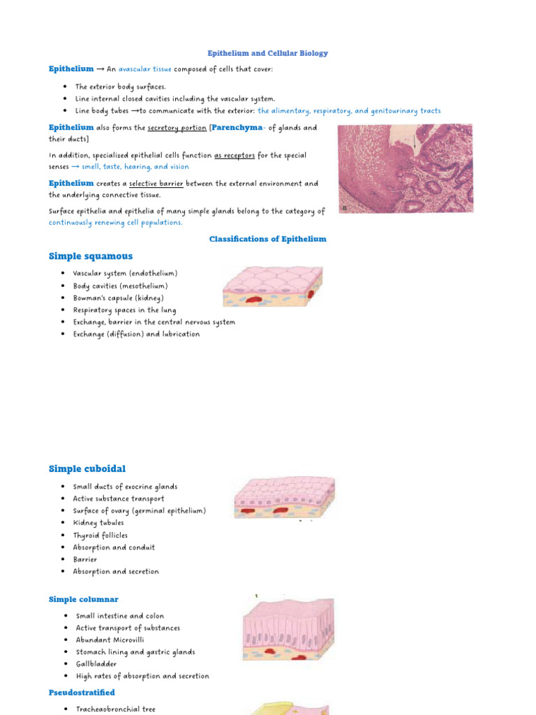 Understanding Epithelial Tissue Types | PDF | Epithelium | Cell Adhesion