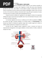 Anatomie du Rein et Voies Urinaires | PDF | Rein | Abdomen