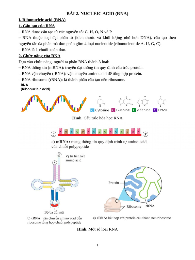 Rna LT BT | PDF