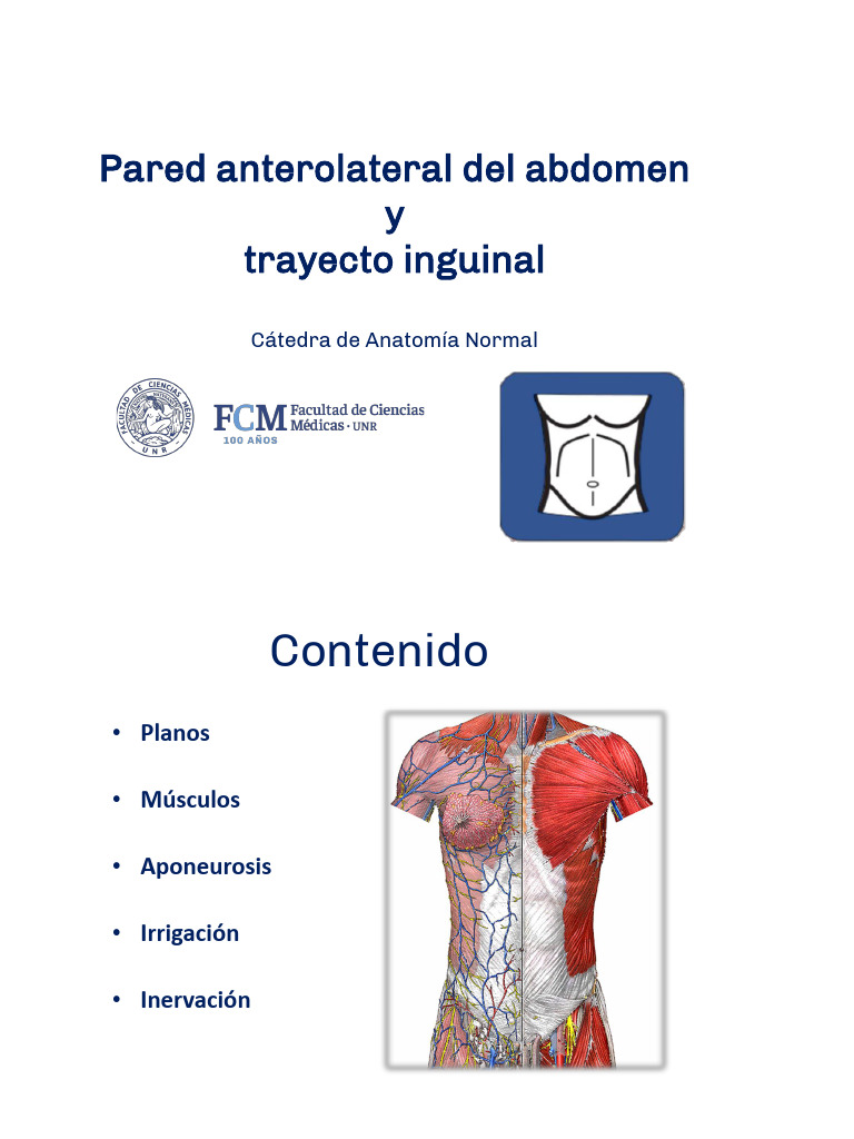 Pared Anterolateral Del Abdomen y Trayecto Inguinal | PDF