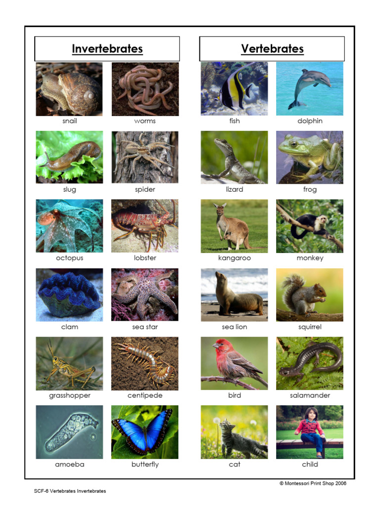 Vertebrates and Invertebrates Guide | PDF