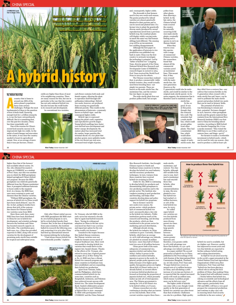 Significance of Hybrid Rice Invention | PDF | Rice | Plant Breeding