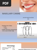 Canine Tooth Anatomy Overview | PDF | Dental Anatomy | Tooth