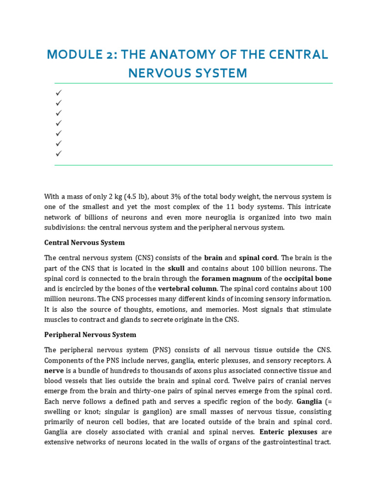 Anatomy of the Central Nervous System | PDF | Brainstem | Spinal Cord