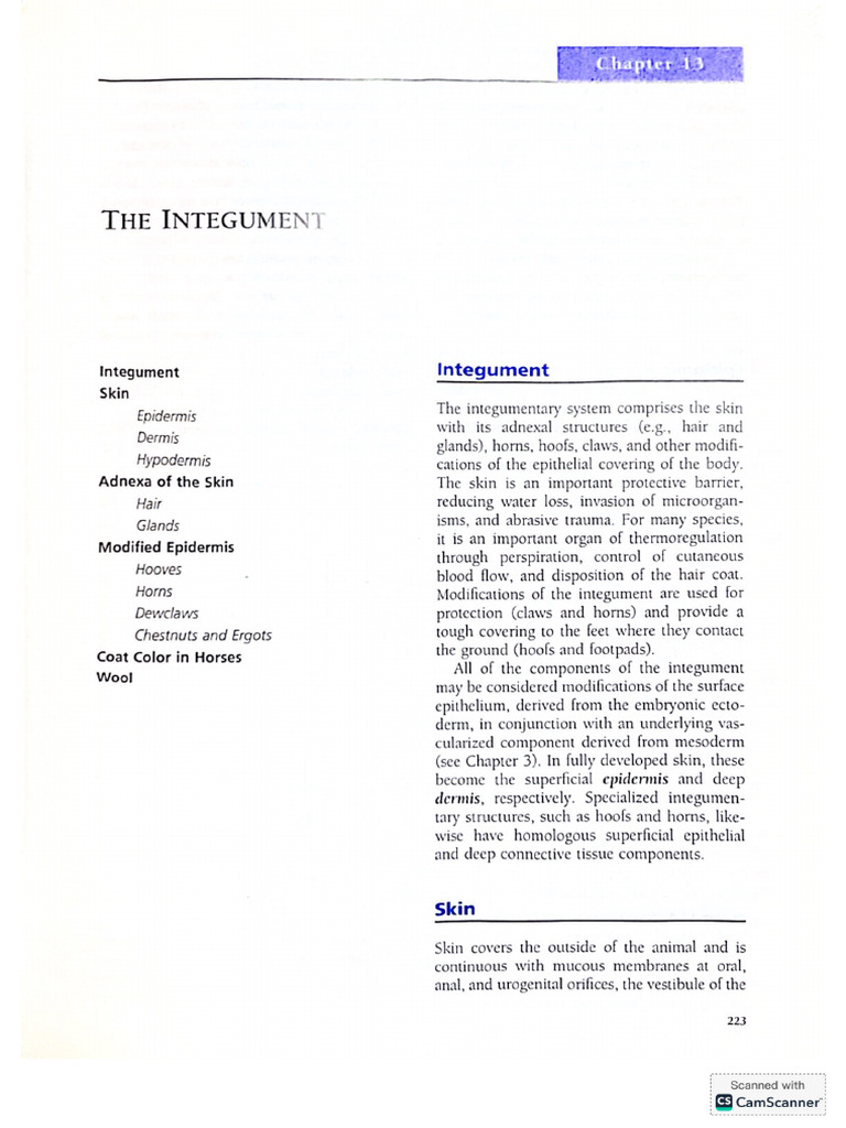 The Integument | PDF