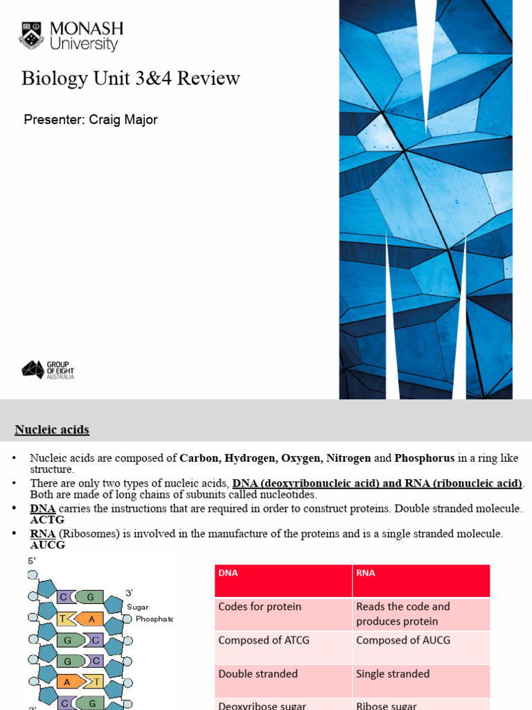 Biology Unit 3&4: DNA, RNA, Proteins Overview | PDF | Messenger Rna ...
