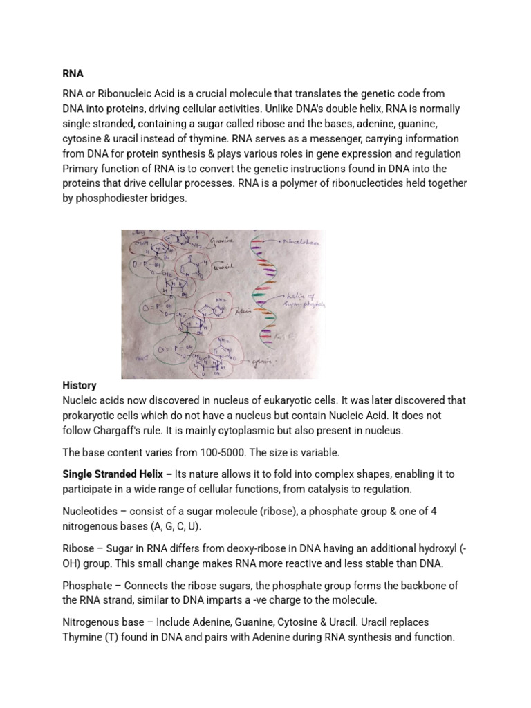 RNA | PDF | Base Pair | Rna