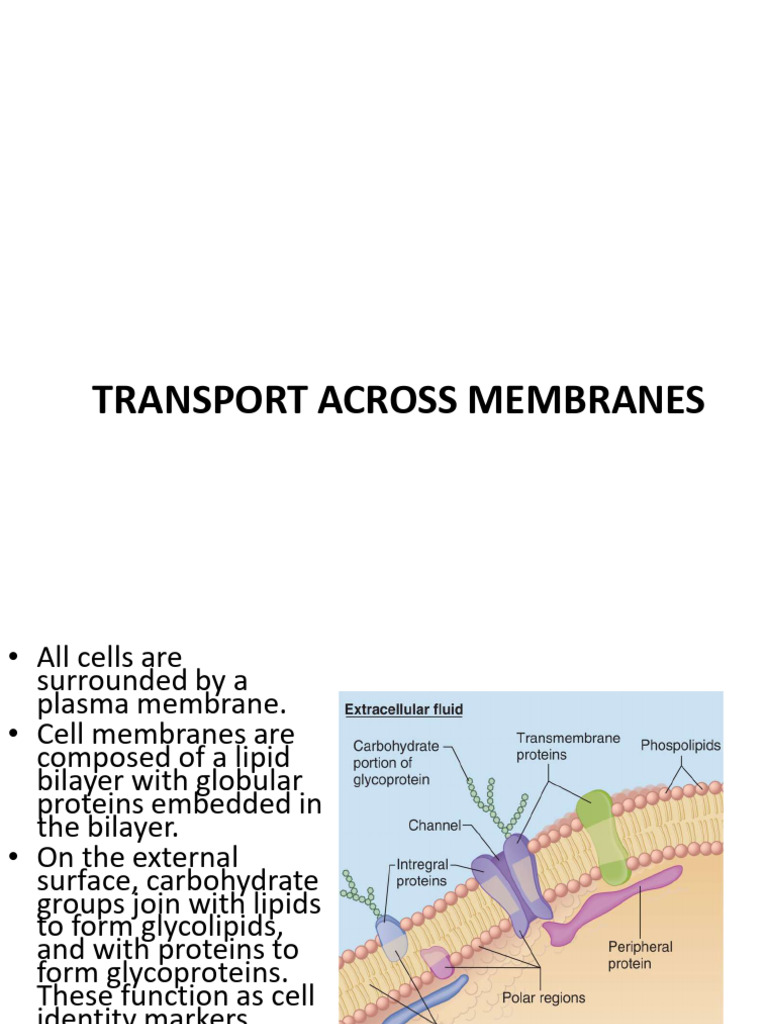 Membrane Transport Mechanisms Explained | PDF | Cell Membrane | Ion Channel