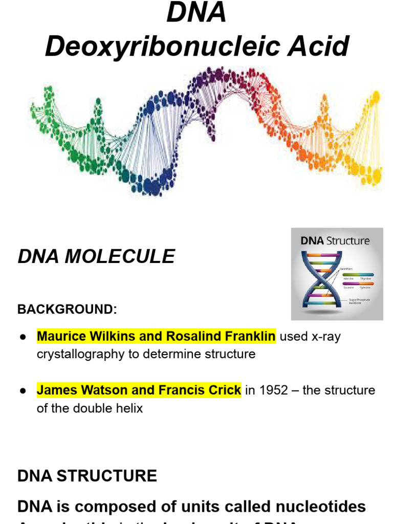 Arian's Copy of MARTIN 25-26 DNA Notes | PDF | Nucleotides | Dna