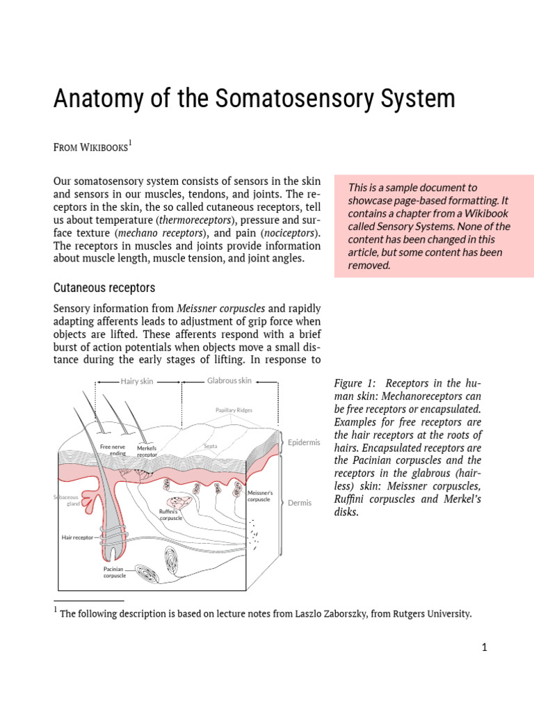 Somatosensory | PDF | Somatosensory System | Nervous System
