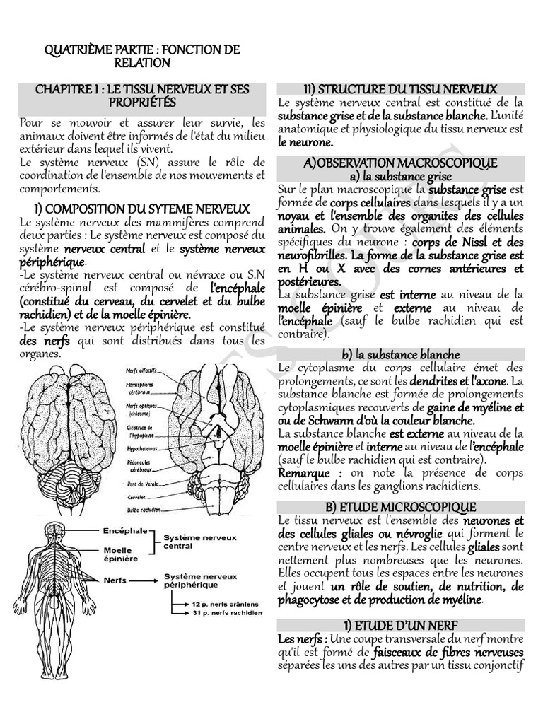 Propriétés et structure du tissu nerveux | PDF | Système nerveux | Neurone