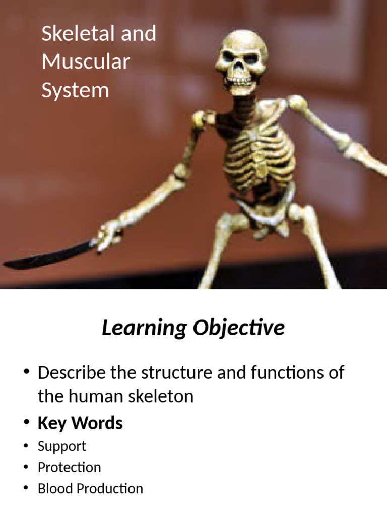 Structure of Skeletal System | PDF | Skeleton | Vertebra