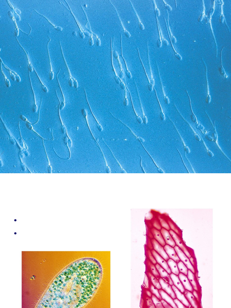 Understanding Cell Structure and Function | PDF | Cell (Biology) | Cell ...