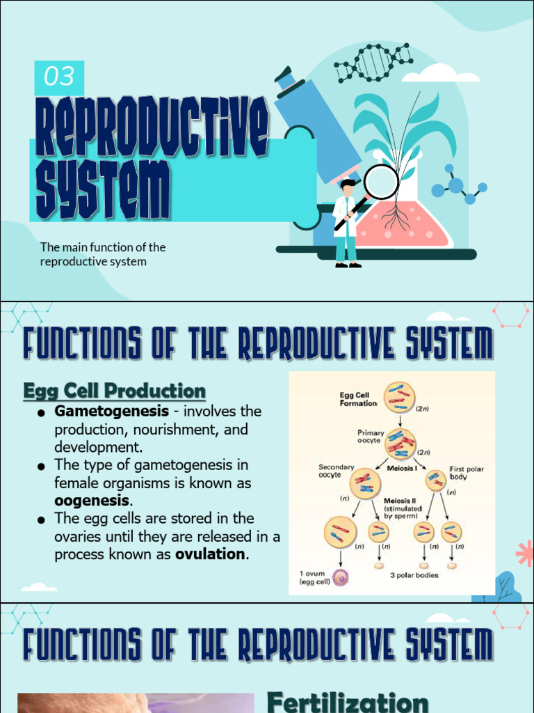 Anatomy of Male and Female Reproductive Systems | PDF | Labia | Prostate