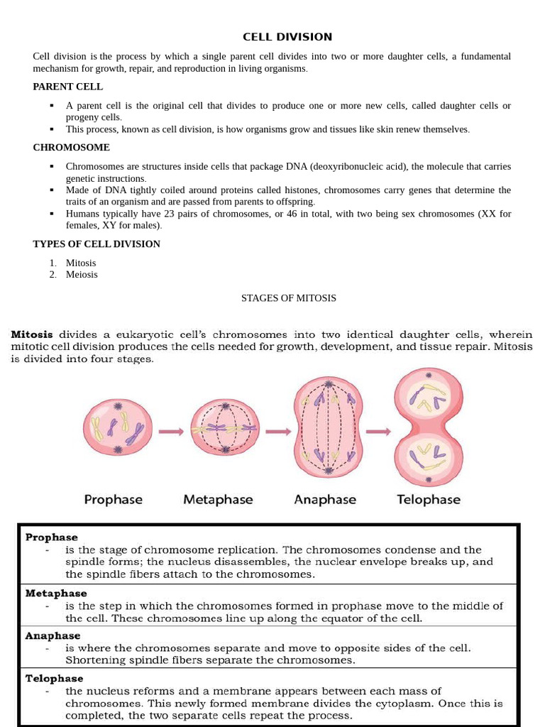 Understanding Cell Division Processes | PDF