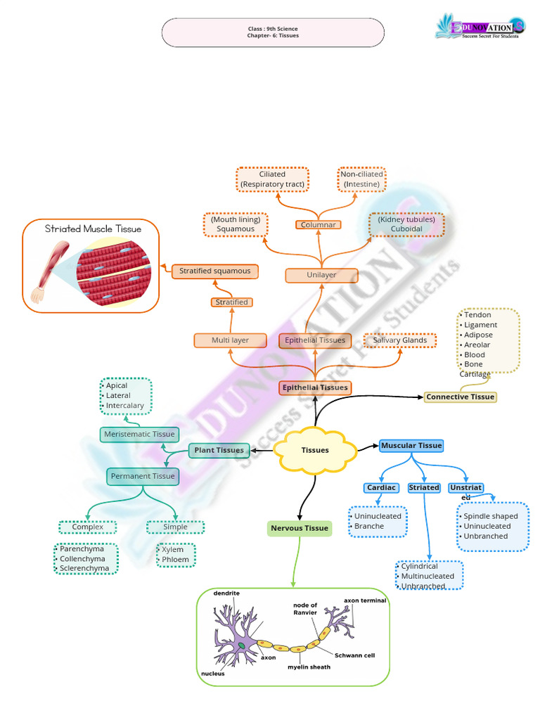 Overview of Plant and Animal Tissues | PDF | Tissue (Biology) | Epithelium