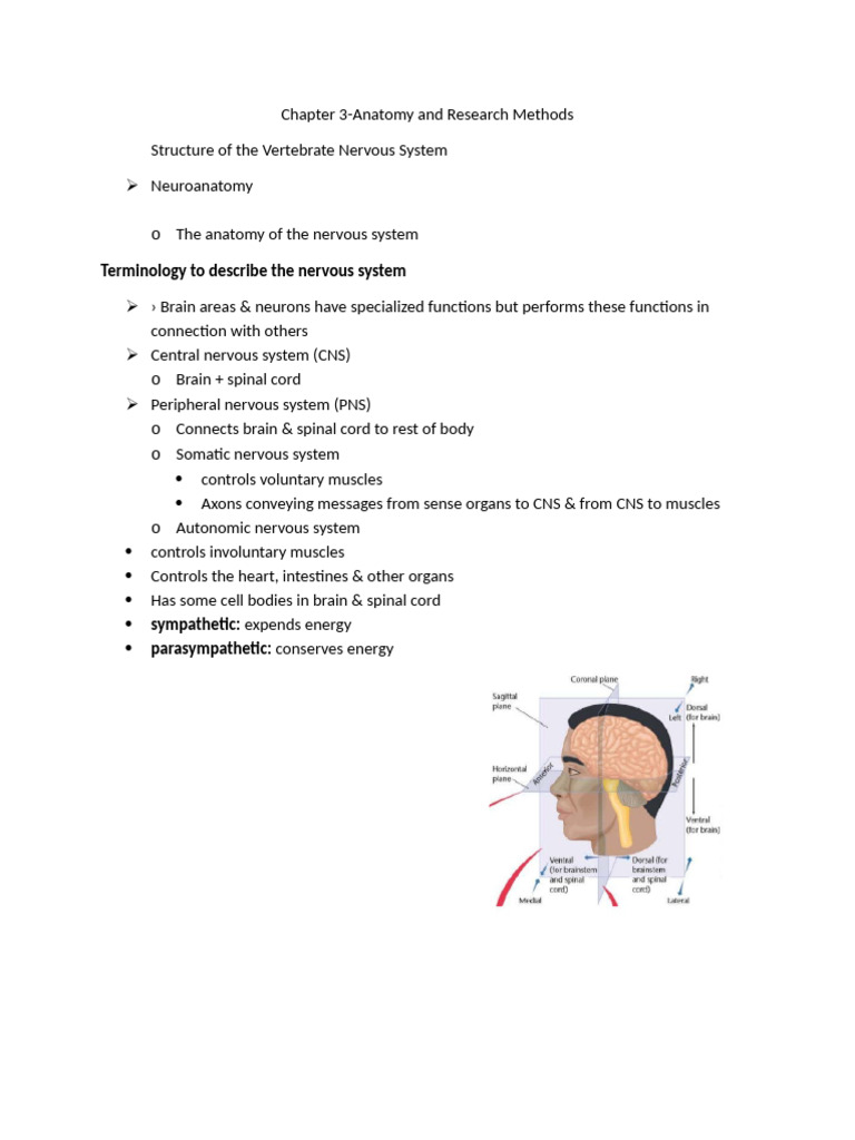 Vertebrate Nervous System | PDF | Nervous System | Motor Neuron