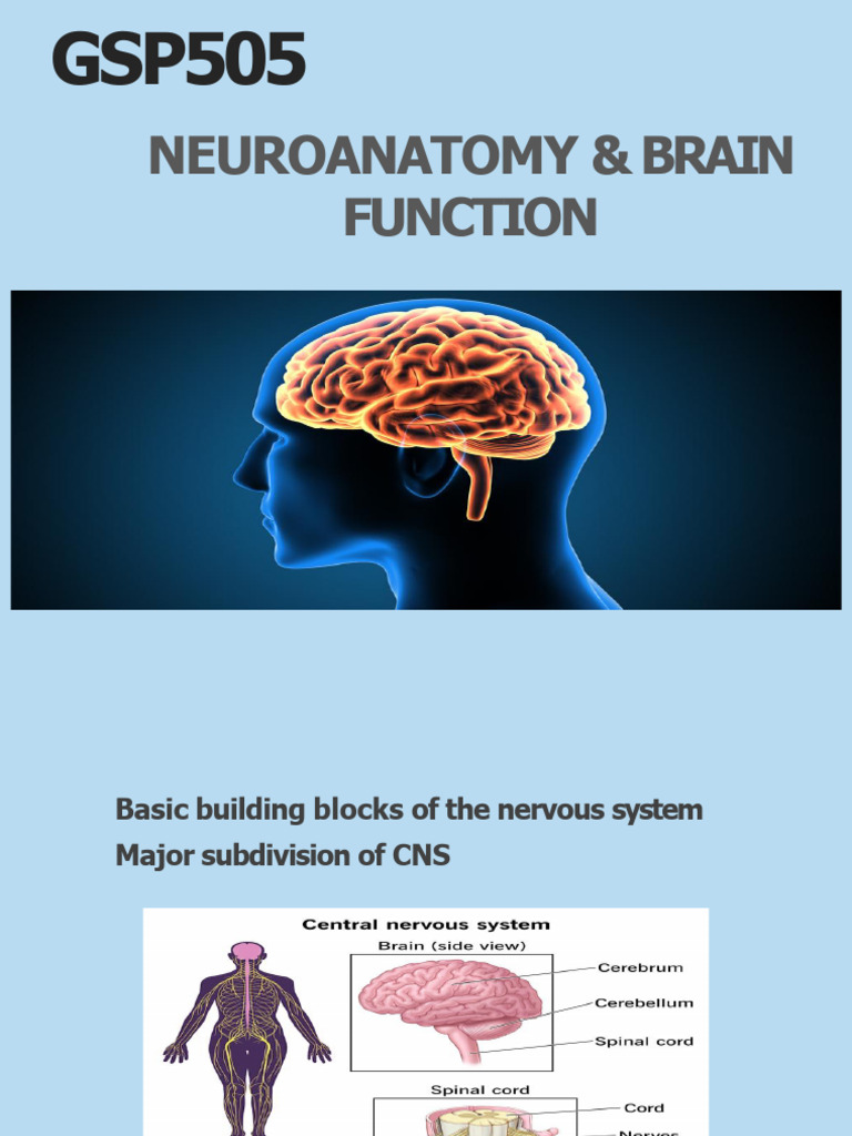 Neuroanatomy and Brain Function Overview | PDF | Nervous System ...