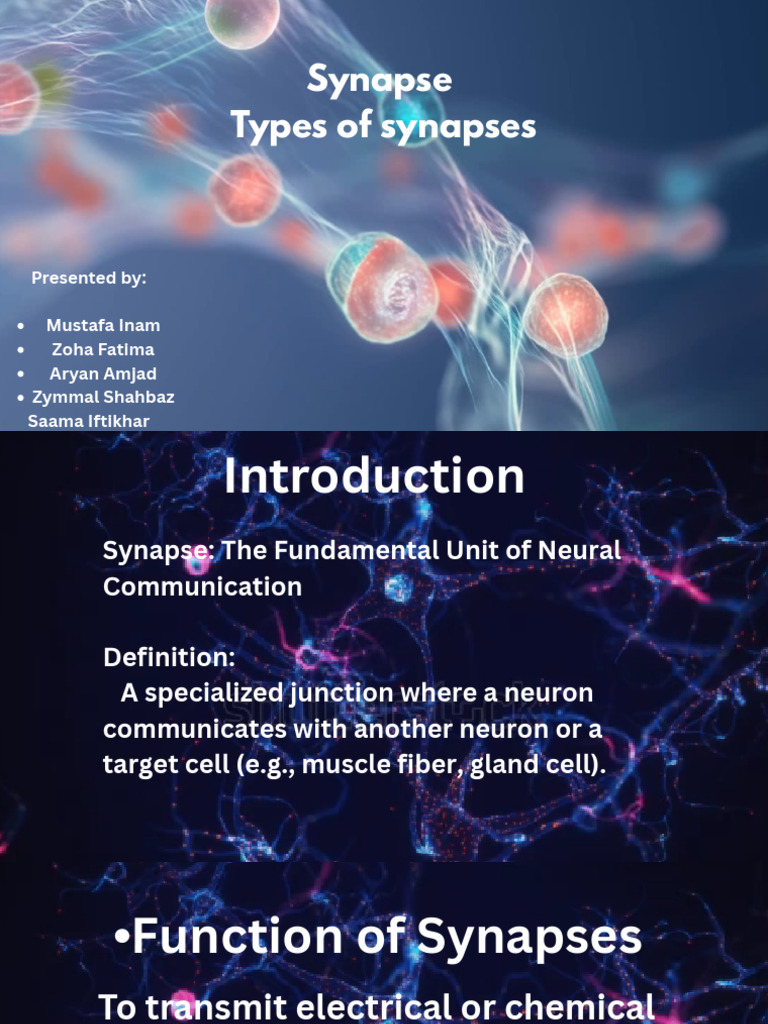 Types of Synapses and Their Functions | PDF | Chemical Synapse | Synapse