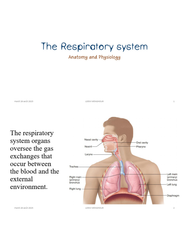 Anatomy and Physiology of the Respiratory System | PDF | Respiratory ...