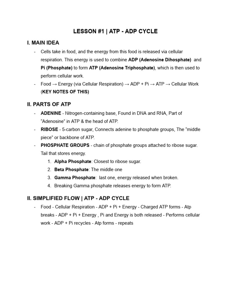 ATP-ADP Cycle Explained: Energy Flow | PDF