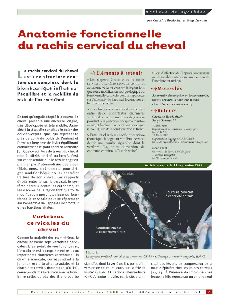 Anatomie Fonctionnelle Du Rachis Cervical Du Cheval - PDF | PDF