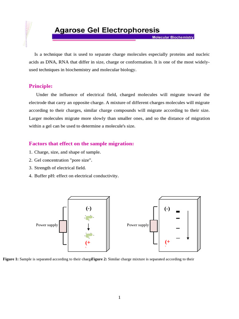 Gel Electrophoresis Techniques Explained | PDF | Gel Electrophoresis ...