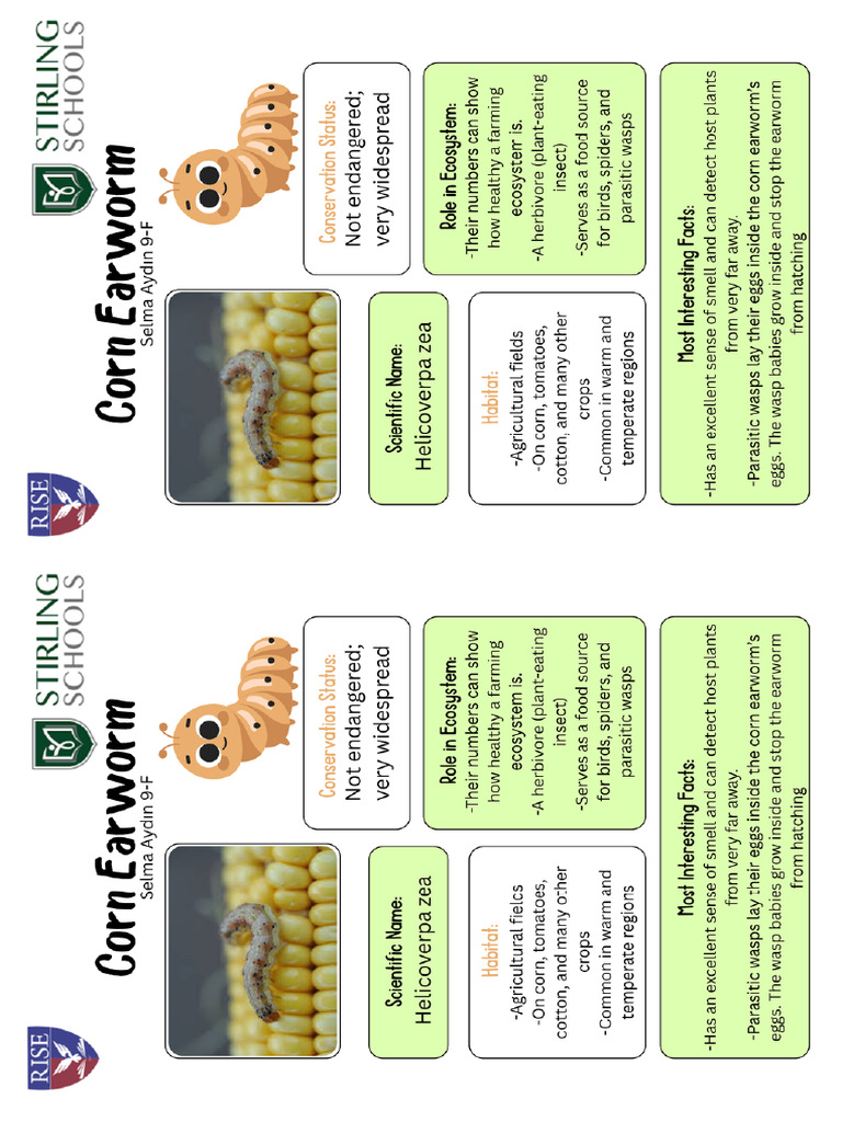Corn Earworm Information Paper | PDF