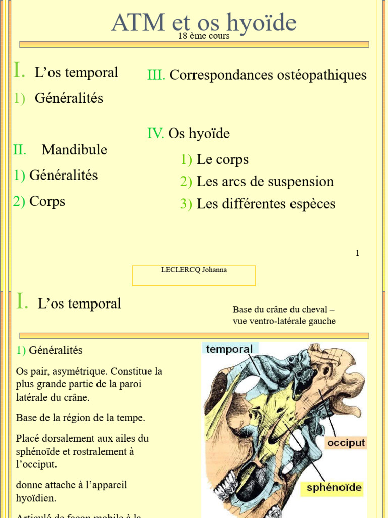 Anatomie de l'os hyoïde et mandibule | PDF | Crâne | Anatomie des primates