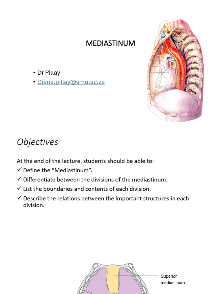 Mediastinum _2025 (1) | PDF | Aorta | Common Carotid Artery