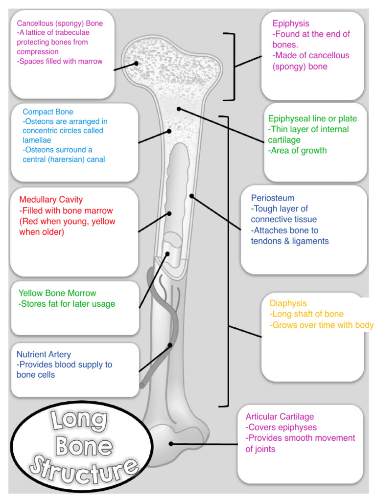Long Bone Structure | PDF