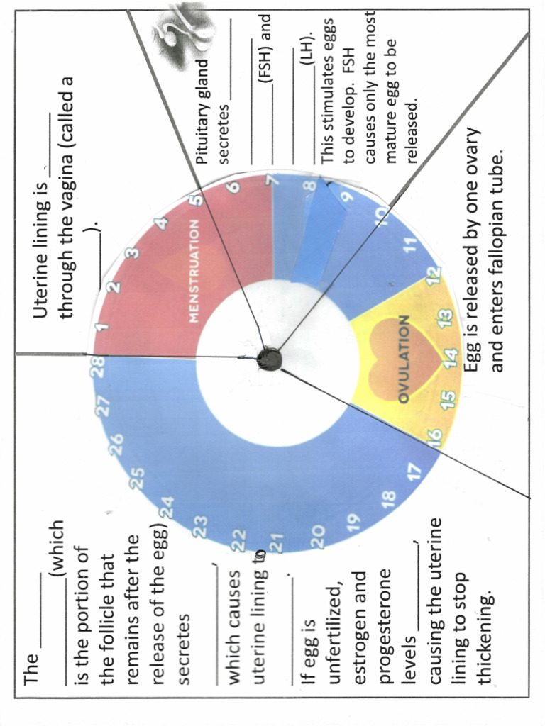 Week+5+ +Menstrual+Cycle+Chart | PDF