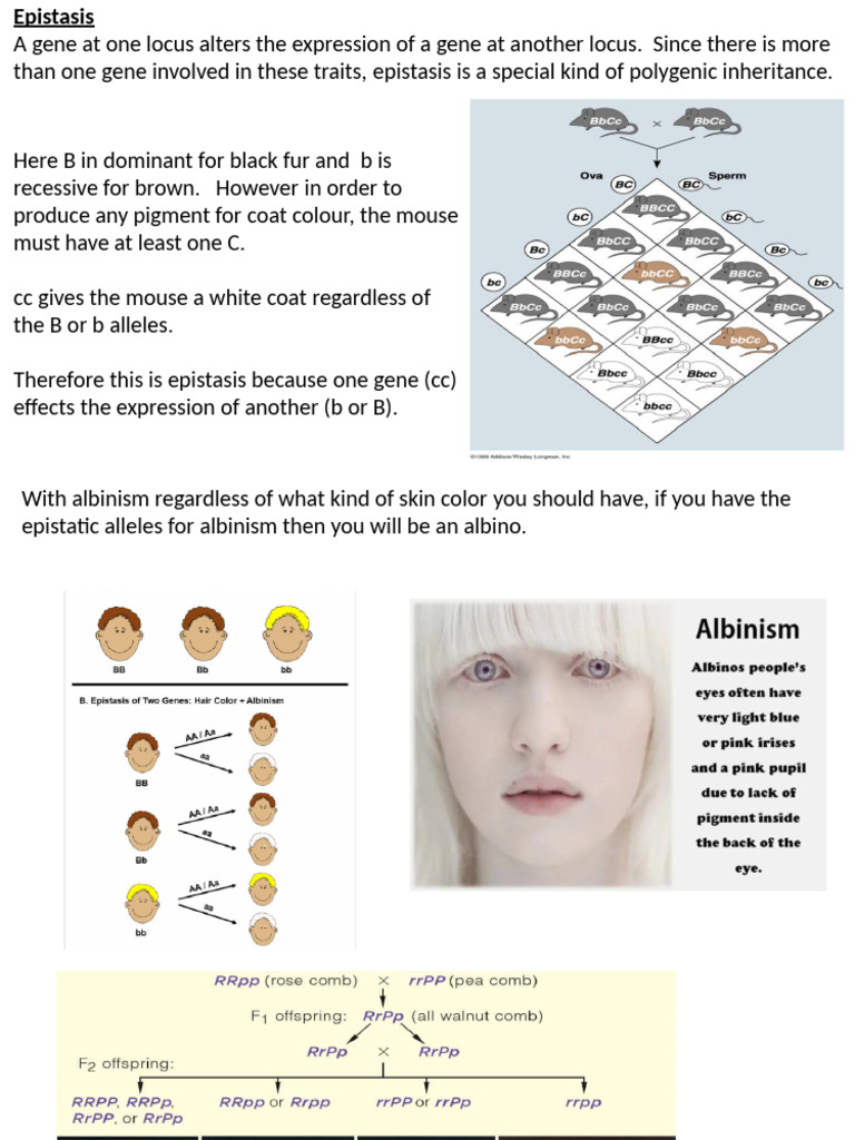 33. Monday, Dec 15 | PDF | Genetic Linkage | Dominance (Genetics)