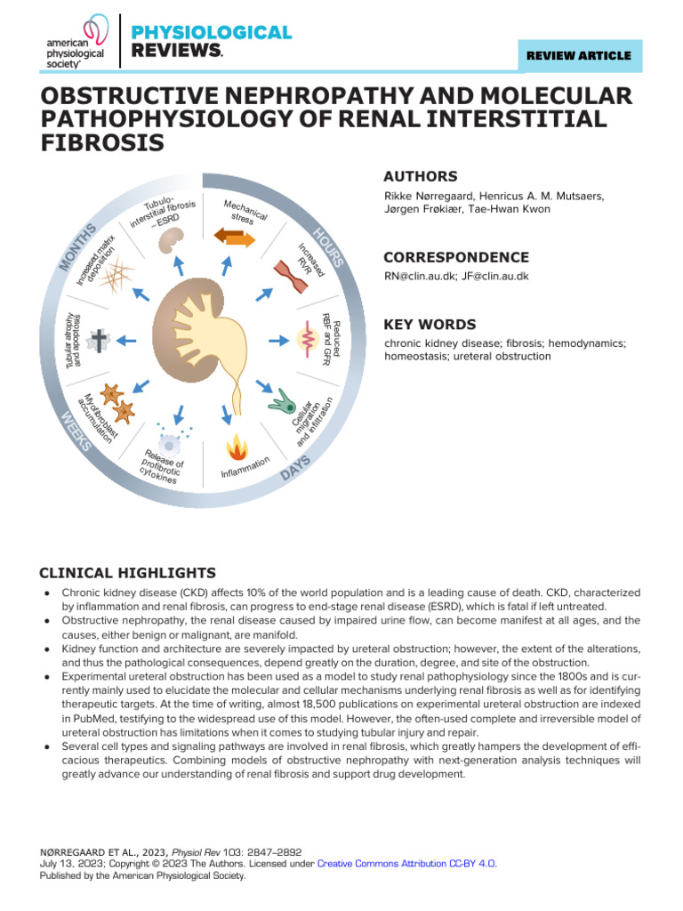 Obstructive Nephropathy & Renal Fibrosis | PDF | Kidney | Chronic ...