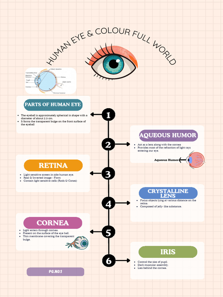 Parts and Functions of the Human Eye | PDF | Eye | Human Eye