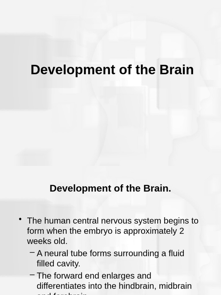 Brain Development and Neural Disorders | PDF | Neuron | Brain