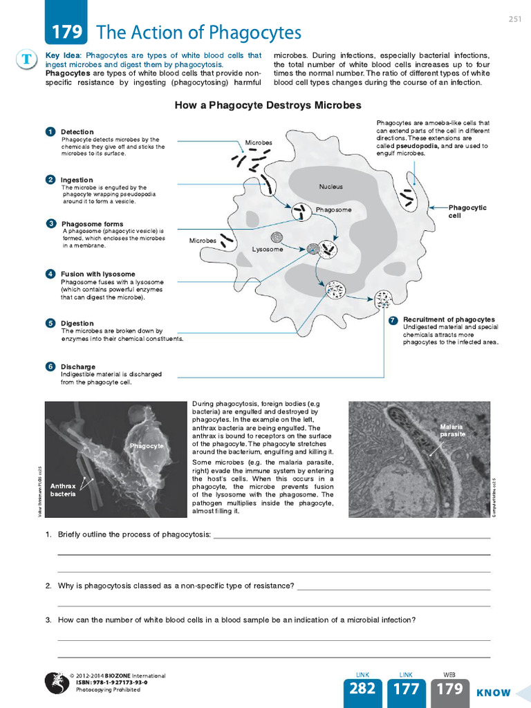 Phagocytosis: White Blood Cell Defense | PDF | Phagocyte | Lysosome