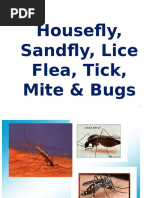 Sand Fly: Identification and Control | PDF | Insects | Zoology