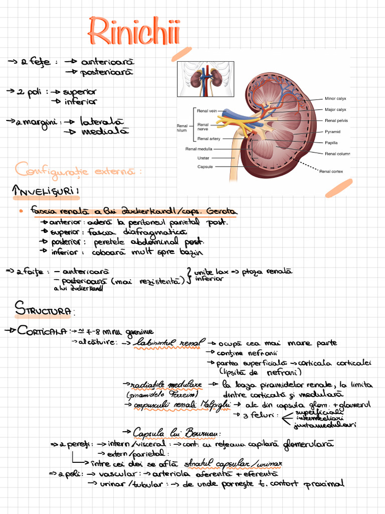 Rinichi i | PDF | Kidney