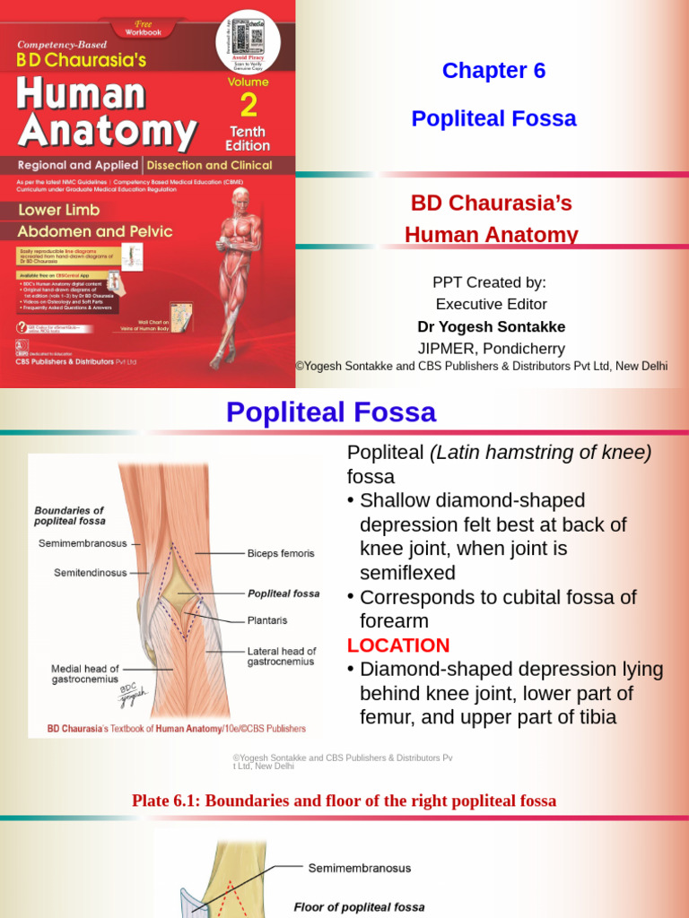Anatomy of the Popliteal Fossa | PDF | Human Leg | Knee