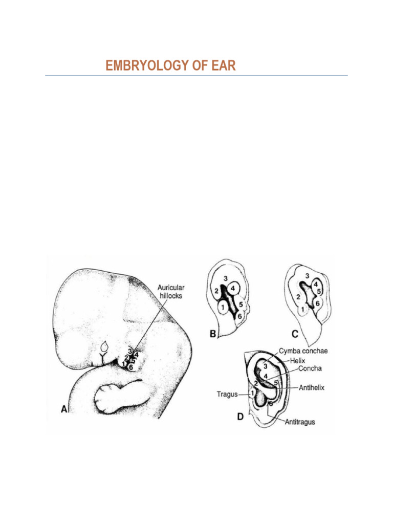 Embryology of Ear(2) | PDF | Ear | Auditory System