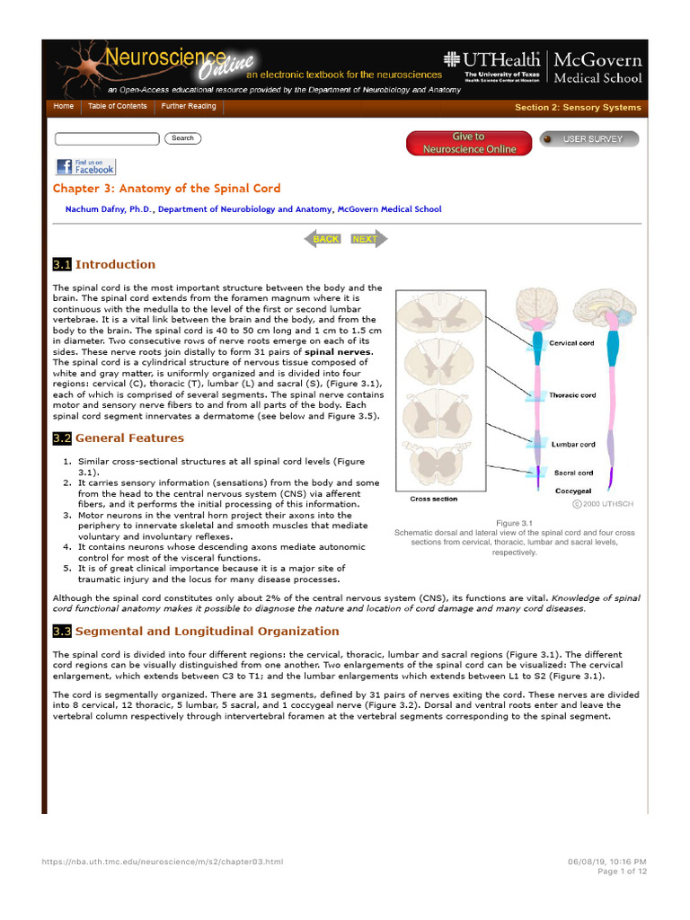 Anatomy of the Spinal Cord Explained | PDF | Spinal Cord | Motor Neuron