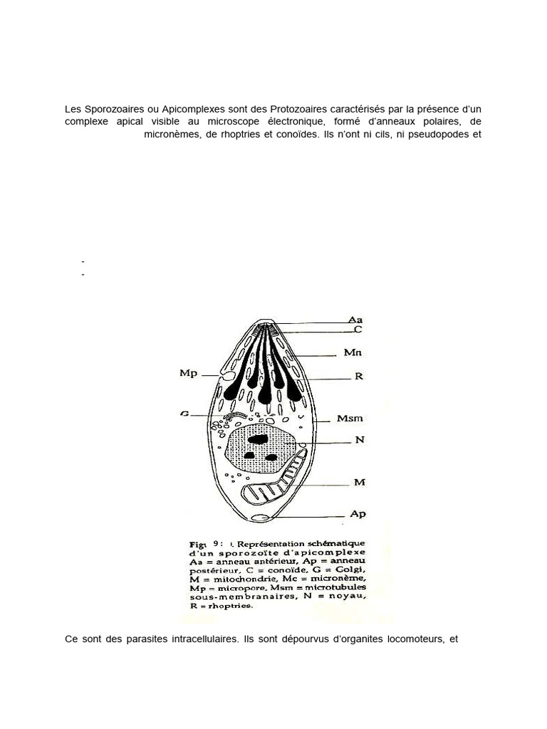 Tuile 5 - Phylum APICOMPLEXA OU SPOROZOA | PDF | Biologie | Anatomie