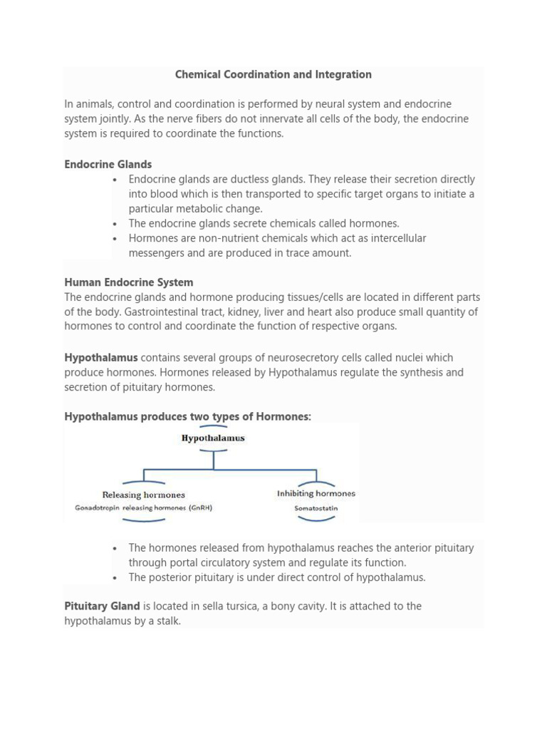 Overview of the Human Endocrine System | PDF | Endocrine System | Hormone